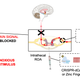 A visual illustration of how the team’s gene therapy is supposed to help suppress chronic pain.